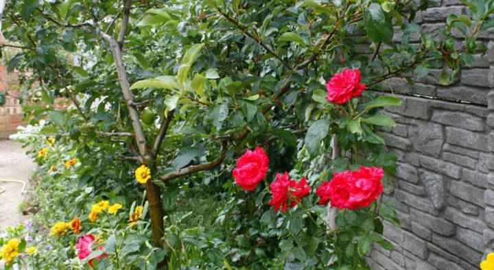 Судак: Guest House u Timura