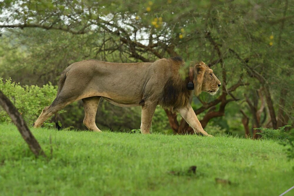 Сандхбеда: Aramness Gir National Park