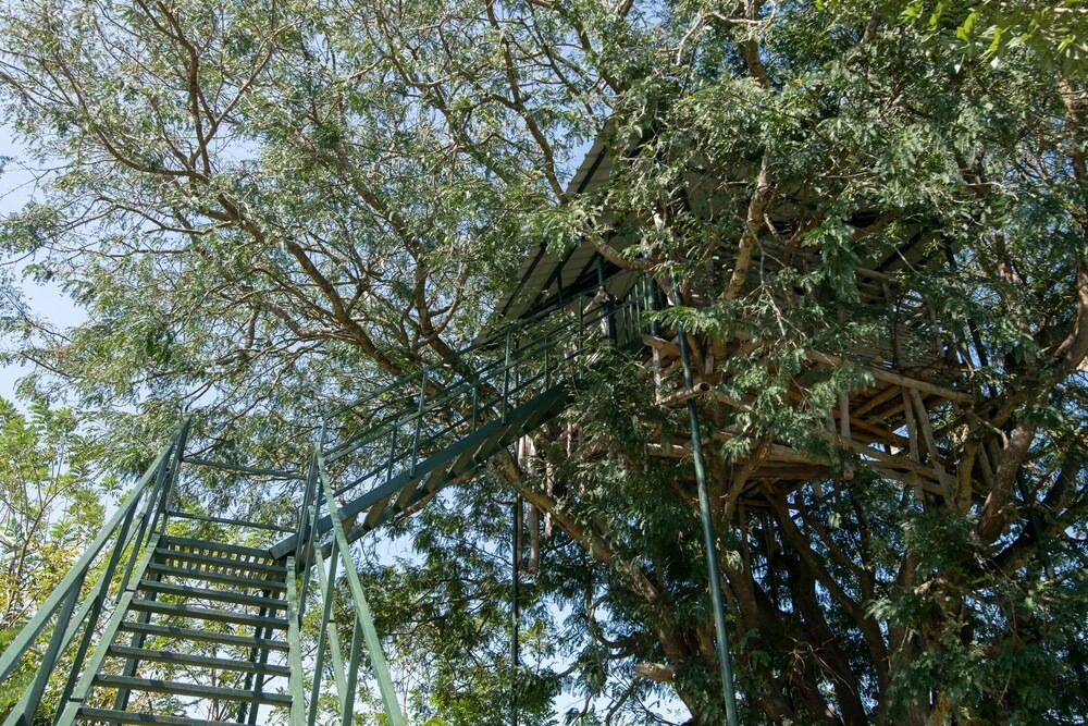 Ути: Bamboo banks