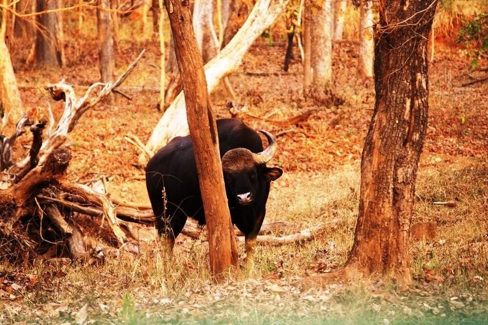 Баихар: Saccharum Safari Lodge