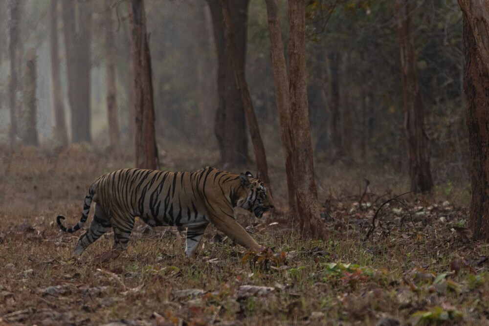 Бхамдели: Avadale Tadoba - Stag Groups Not Allowed