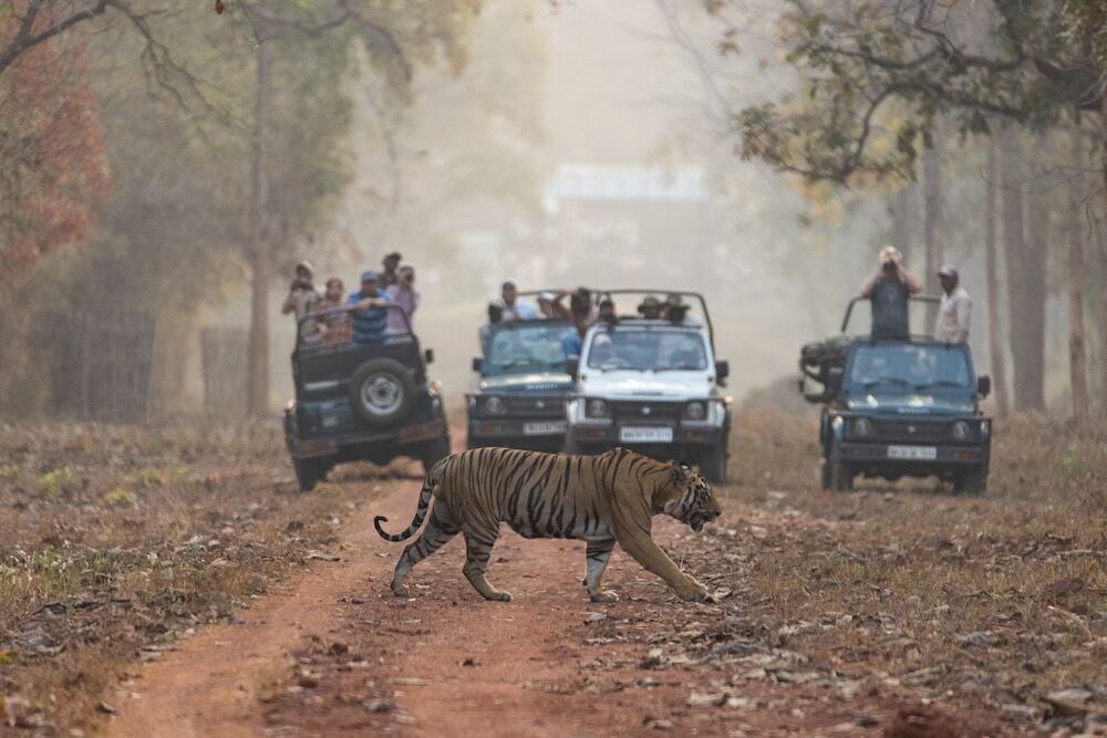 Бхамдели: Avadale Tadoba - Stag Groups Not Allowed