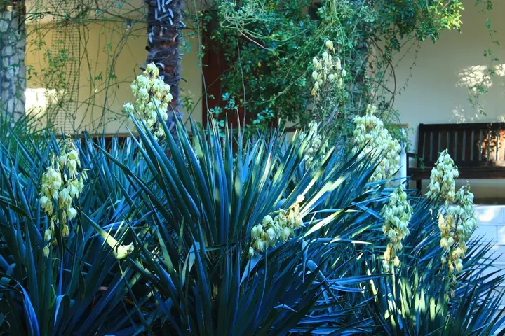 Алупка: Меблированные комнаты Летний Дворик