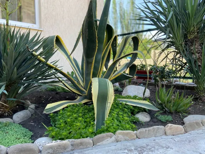 Судак: Гостевой Дом Agave