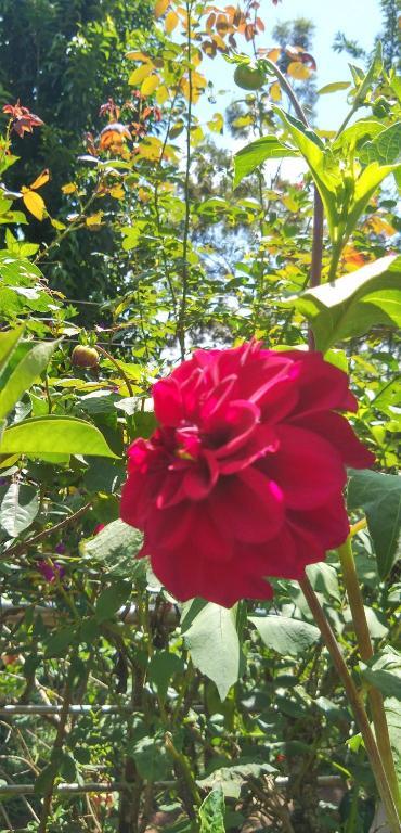 Какабе: Mallige Homestay Nature Paradise