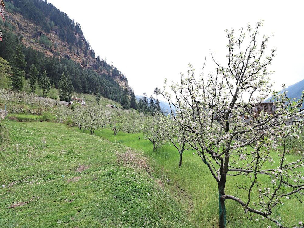 Манали: OYO 13697 Home Exotic Hill View Studio Naggar Road