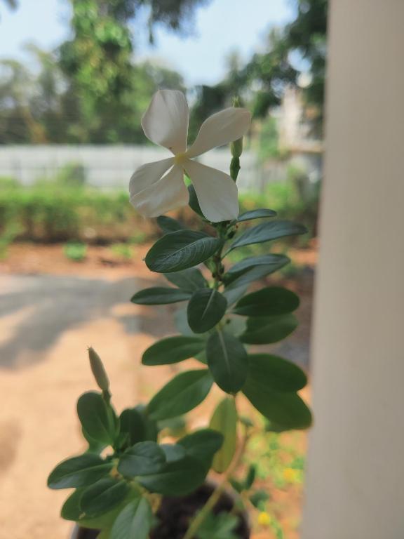 Калангут: Calangute House - Quirky Stays
