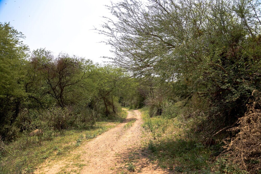 Чандигарх: FHR Wilderness Lodge Chandigarh by TUTC