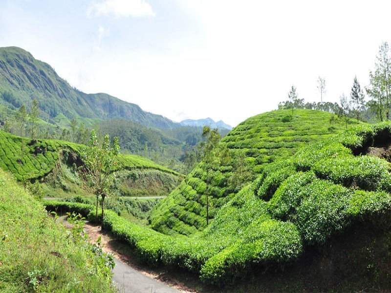 Муннар: Snowdrops Homestay