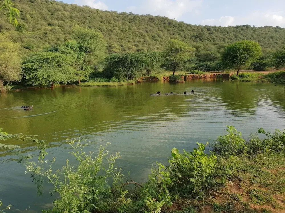 Аджабгарх: Sariska - Tiger Heaven, A Sterling Holidays Resort