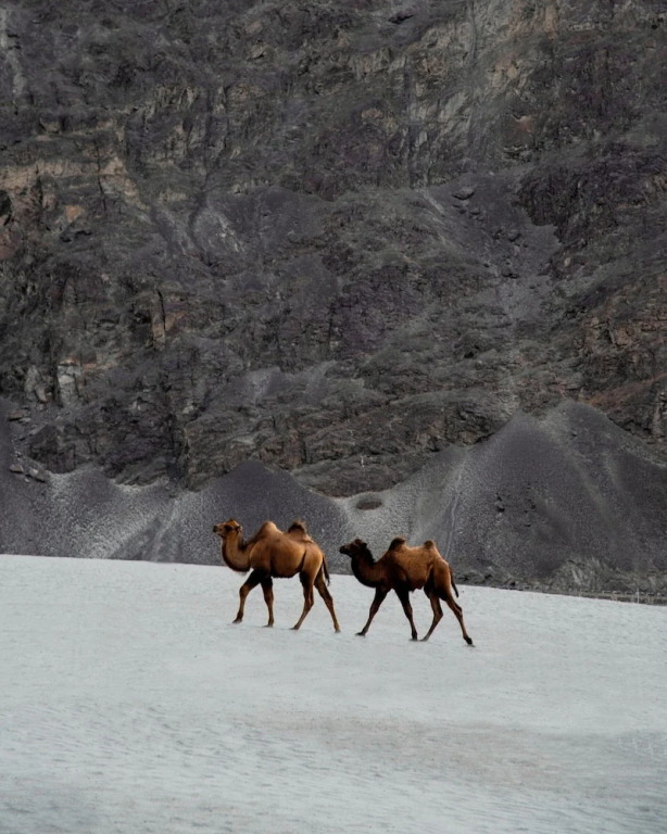 Хундер: The Grand Ghazi Clover Camp