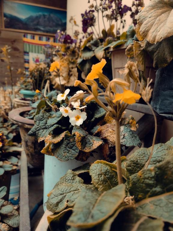 Лачунг: Rufina Norling Zimkhang