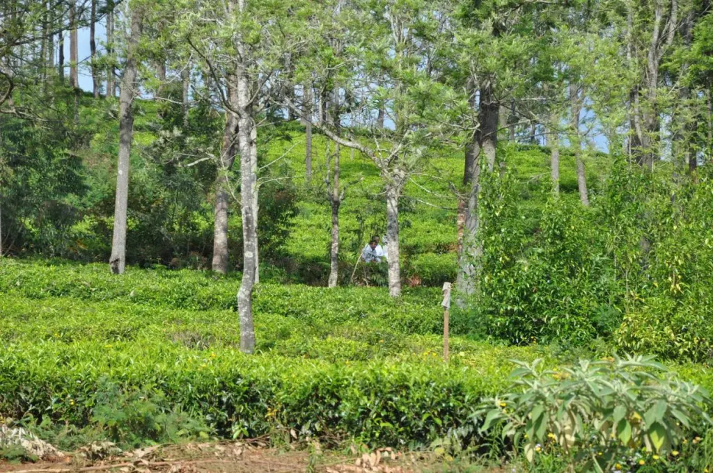 Кунур: Misty Meadows resort coonoor by lexstays