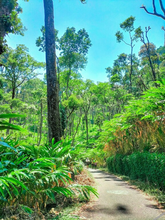Mystic Mayapott Thekkady — фото 2