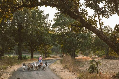 Турья: Jamtara Wilderness Camp
