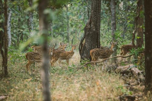 Турья: Jamtara Wilderness Camp