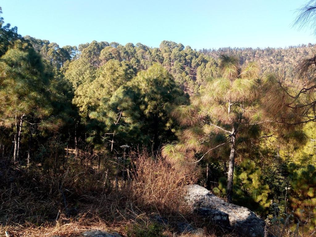 Наинитал: Nature View Penthouse - Bhowali