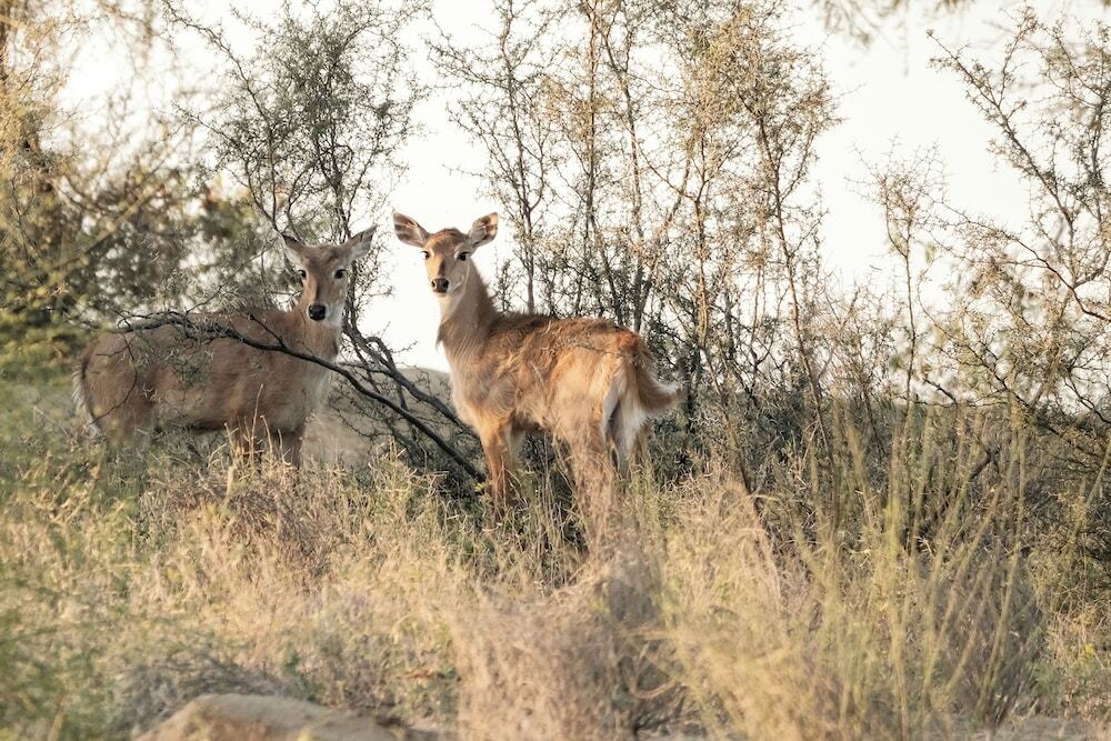 Khiyansaria: Kaner Retreat - India's First Desert Botanical Resort