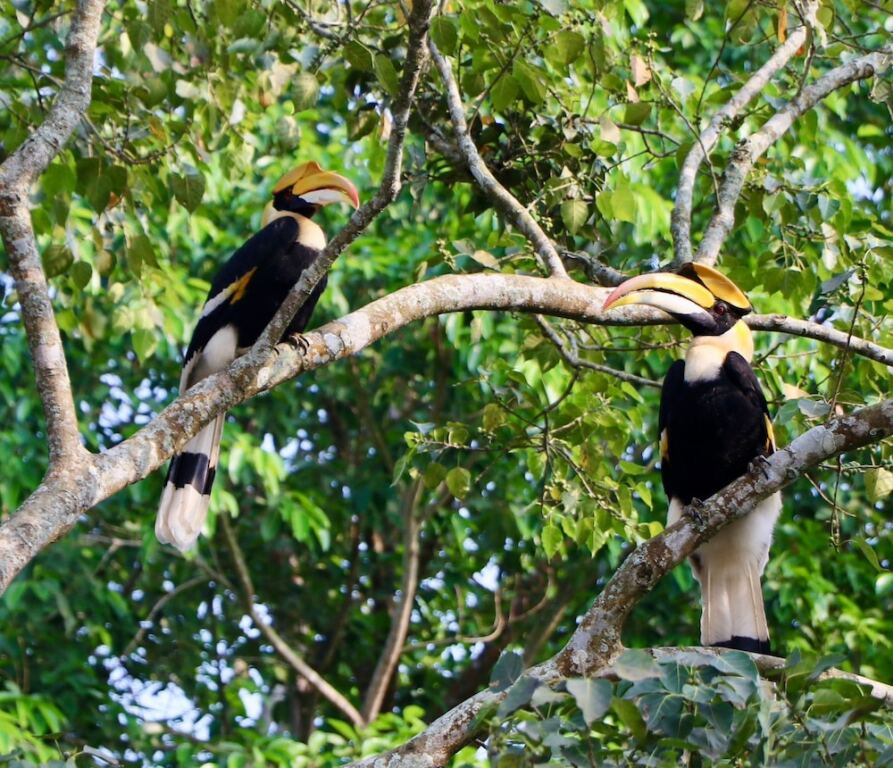 Кохора: ROYALE de' CASA RESORT KAZIRANGA