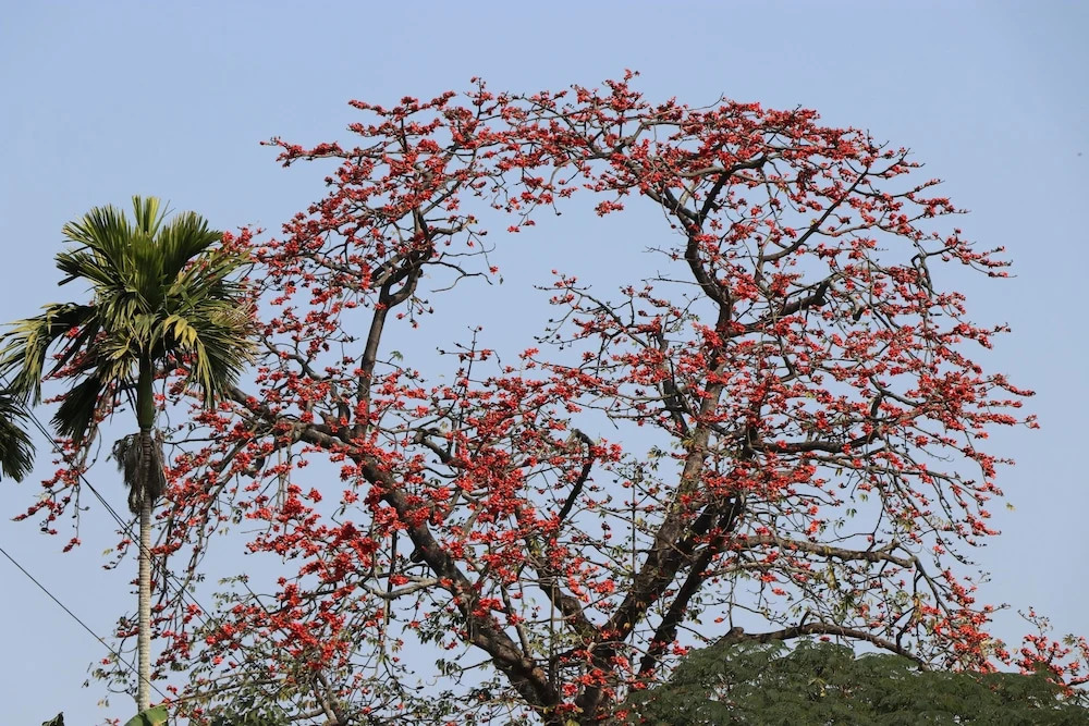 Кохора: ROYALE de' CASA RESORT KAZIRANGA