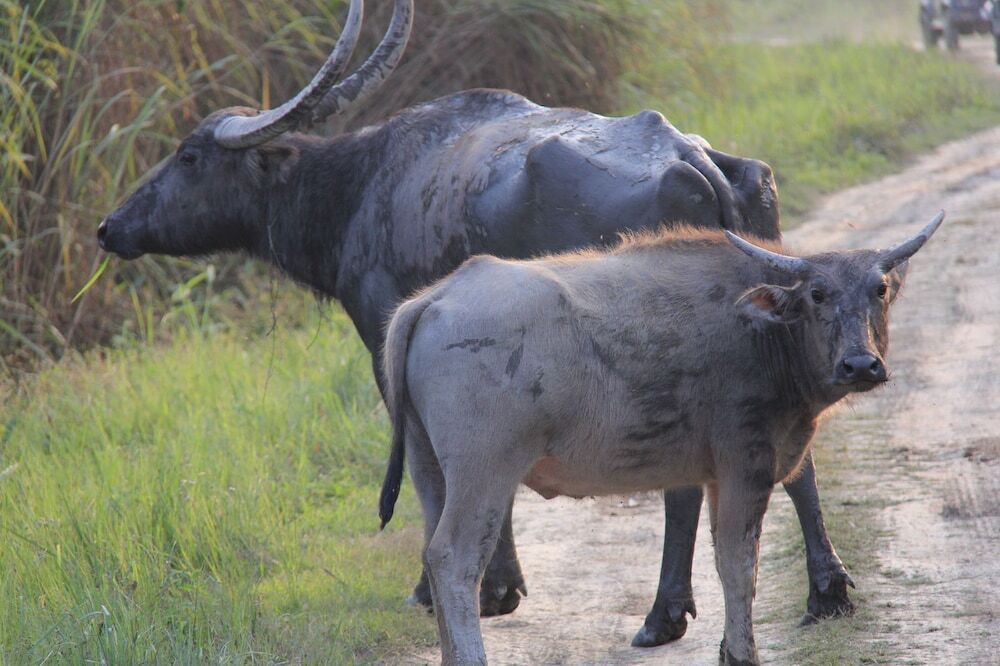 Кохора: ROYALE de' CASA RESORT KAZIRANGA