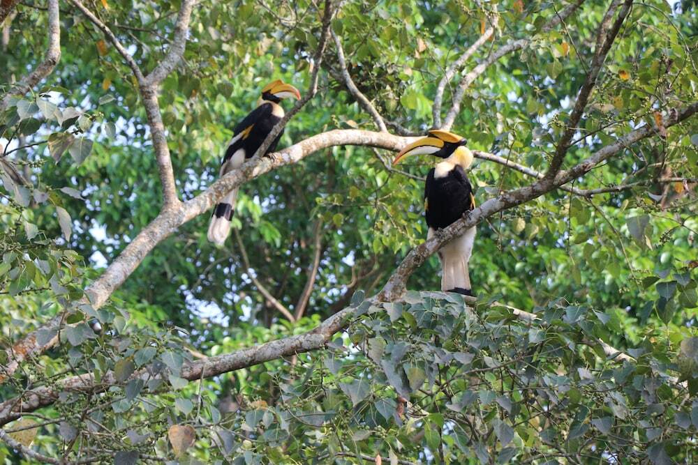 Кохора: ROYALE de' CASA RESORT KAZIRANGA