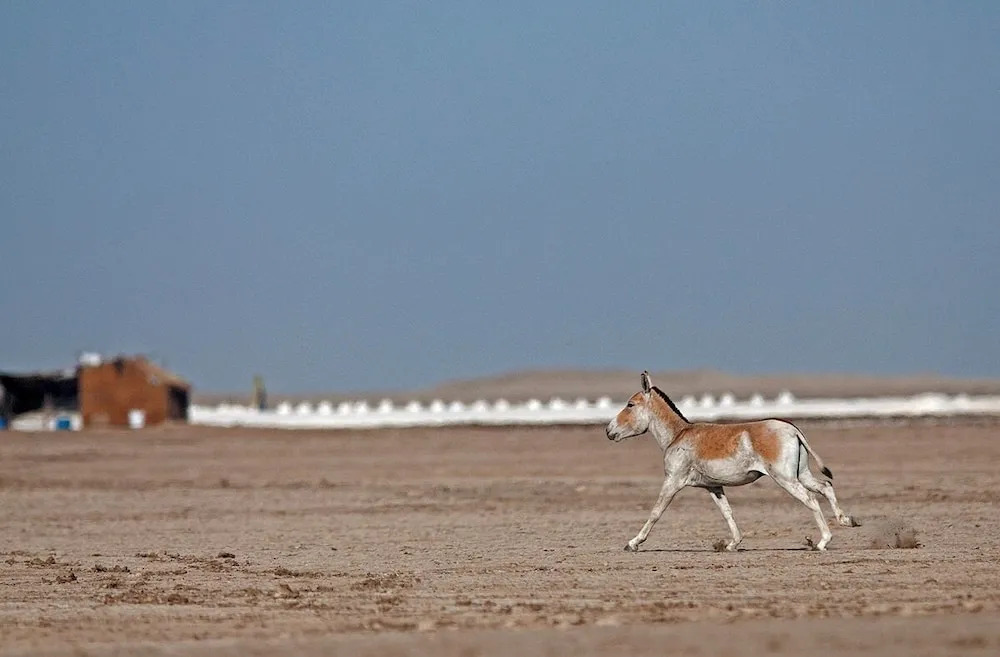 Дасада: Rann Riders