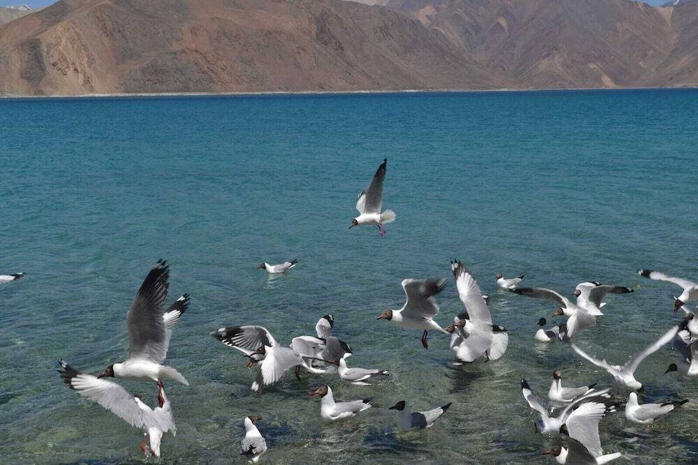 Лукунг: Martsemik Camp Pangong Lake