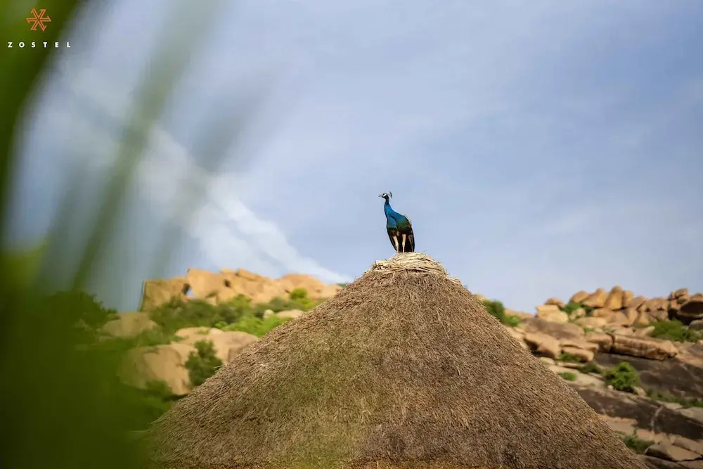 Хоспет: Zostel Hampi (Gangavathi)