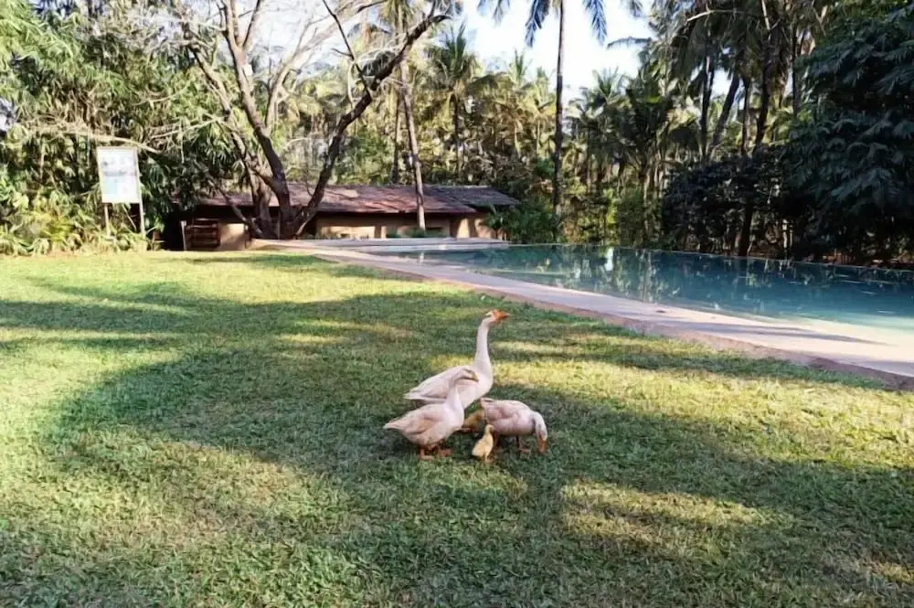 Белагави: The Orchard Resort