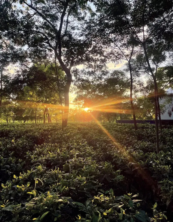 Тезпур: The Postcard in the Durrung Tea Estate