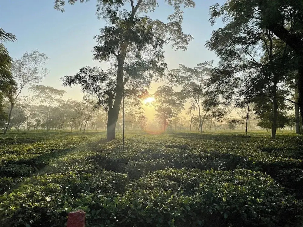 Тезпур: The Postcard in the Durrung Tea Estate