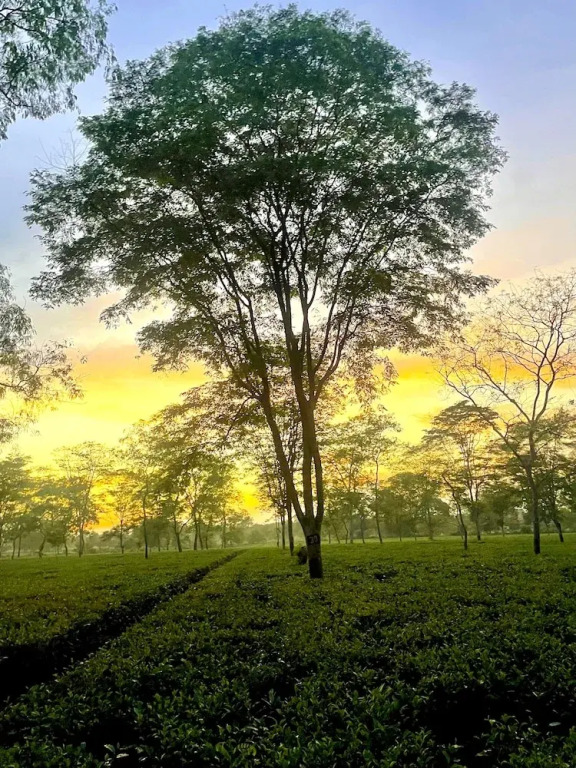Тезпур: The Postcard in the Durrung Tea Estate