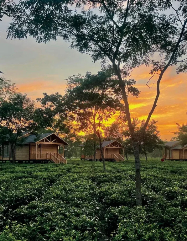 Тезпур: The Postcard in the Durrung Tea Estate