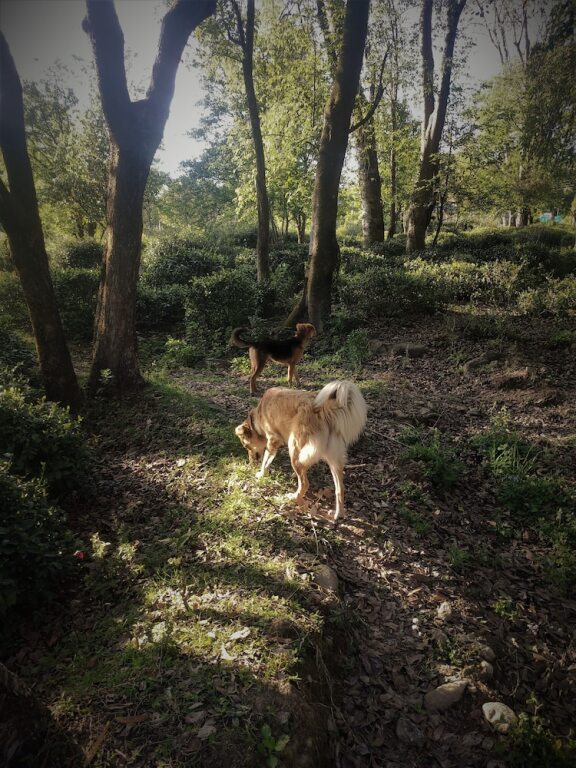 Бир: The Hidden Garden Bir