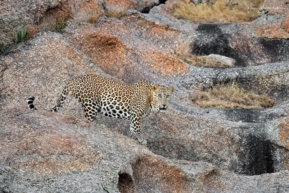 Самерпер: Hotel Jawai Inn