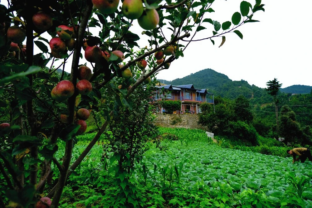 Наинитал: Saanidhya Homestay