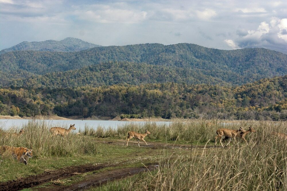 Наинитал: voco Jim Corbett