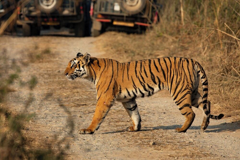 Наинитал: voco Jim Corbett
