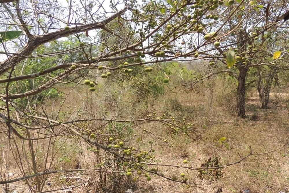 Гавегали: Dandeli Mysa RC - Hostel