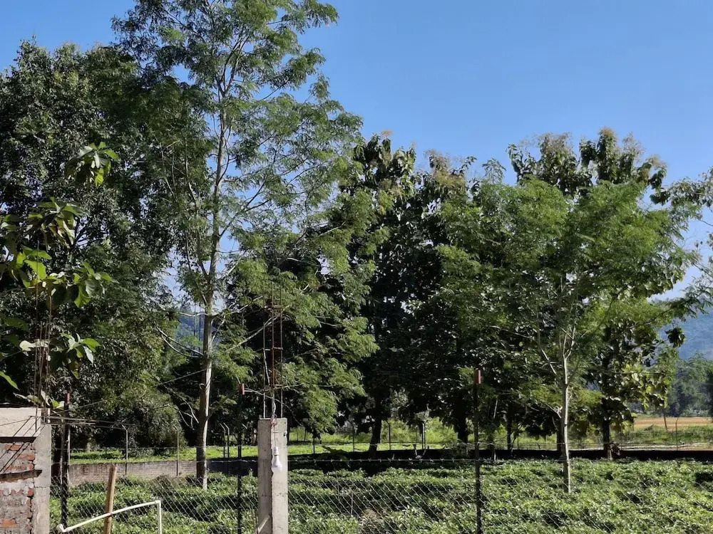 Кохора: Ejaar Homestay