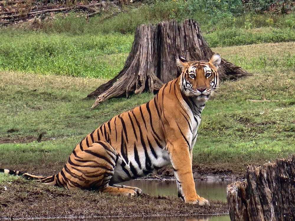 Султан-Батери: Regenta Jungle Resort Kabini Springs