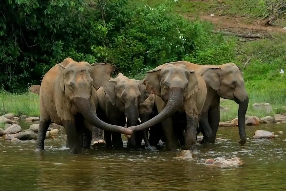 Султан-Батери: Regenta Jungle Resort Kabini Springs