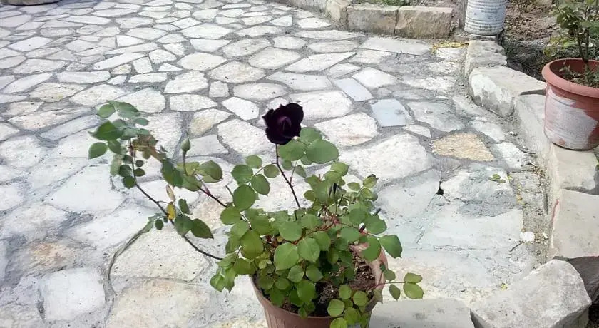 Халфети: Homestay Halfeti Fırat Pansiyon