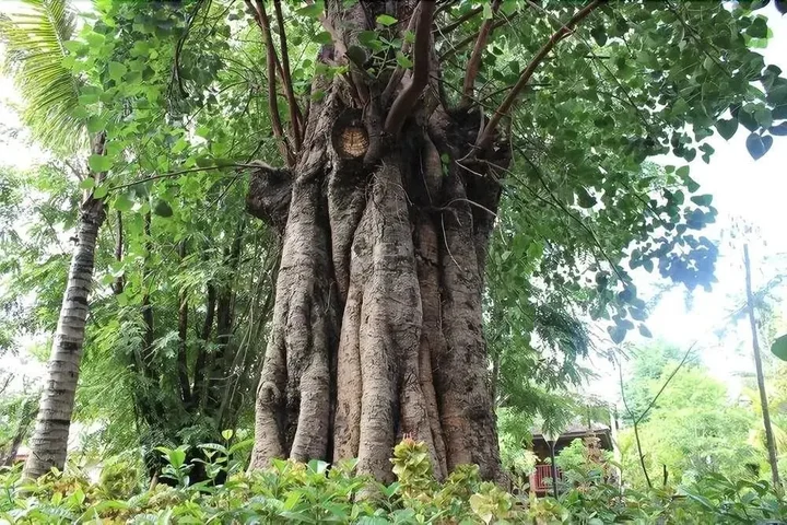 Цзинхун: Xishuangbanna Elephant Home Guesthouse