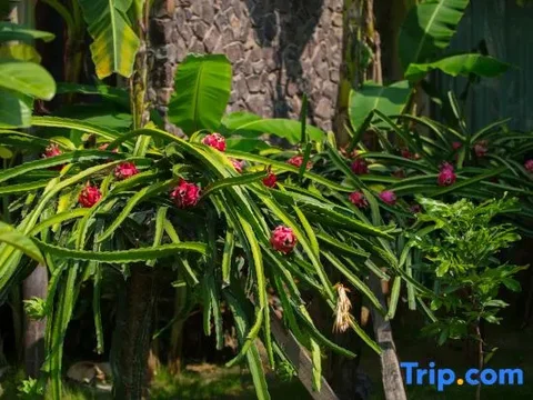Цзинхун: Xishuangbanna Lanzhu Villa Hotel