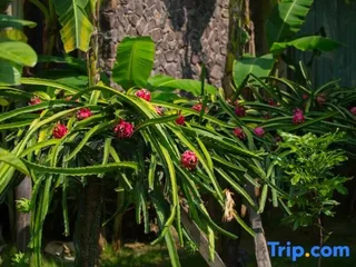Цзинхун: Xishuangbanna Lanzhu Villa Hotel