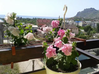 Коктебель: Uyut Guest House