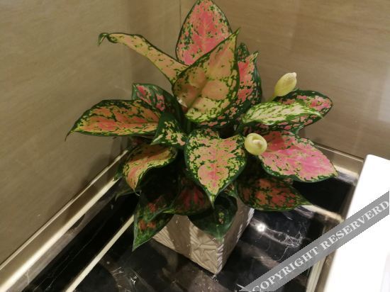 Наньнин: Hanting Premium Hotel Nanning Dongge Road