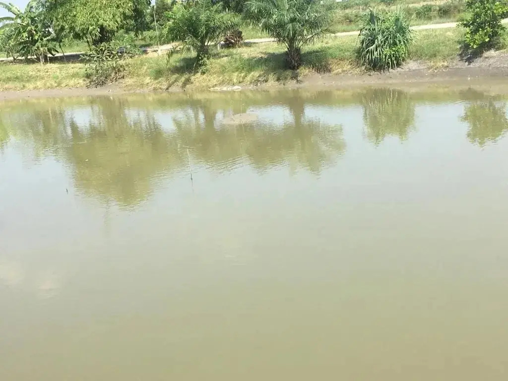 Ампхава: Saeng Tai Amphawa